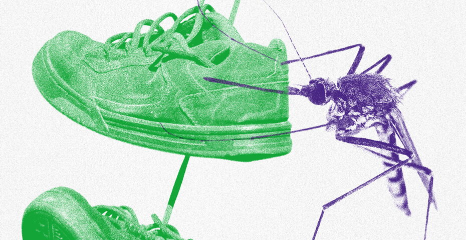 Eine Collage. Eine violette Mücke sticht ihren Rüssel in einen grünen Sportschuh