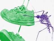 Eine Collage. Eine violette Mücke sticht ihren Rüssel in einen grünen Sportschuh